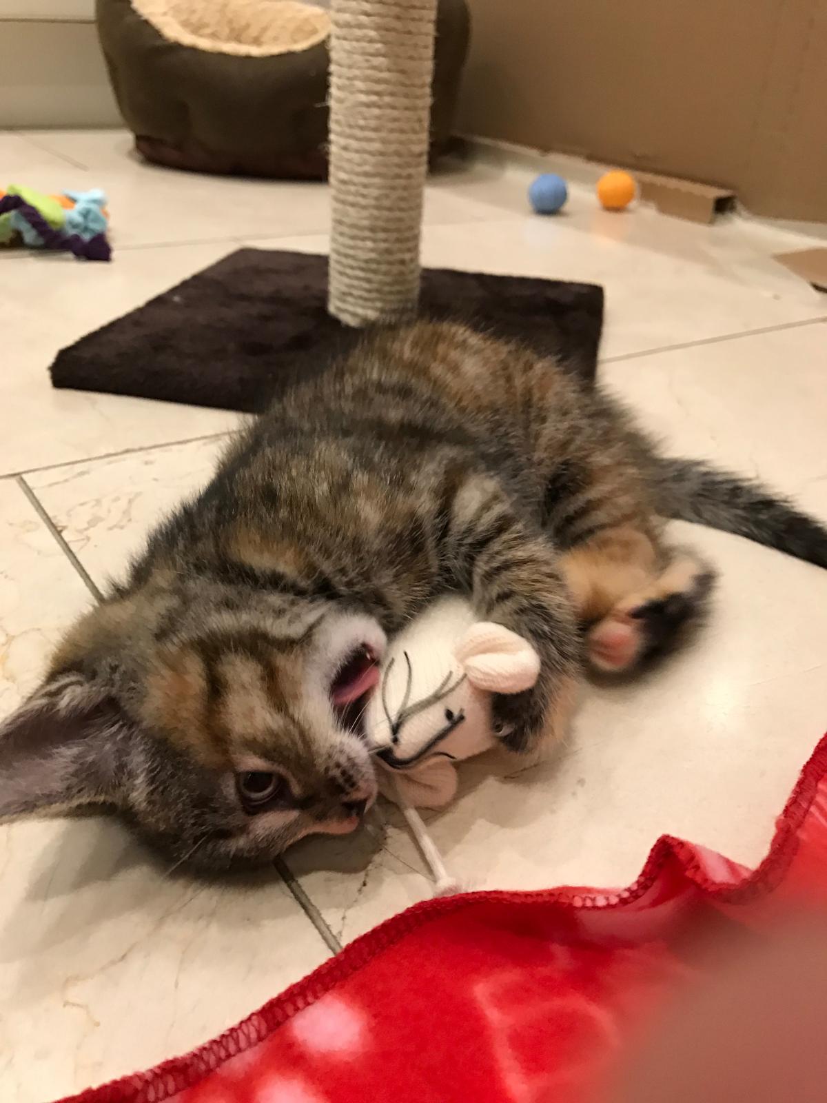 A tabby kitten biting a toy mouse.