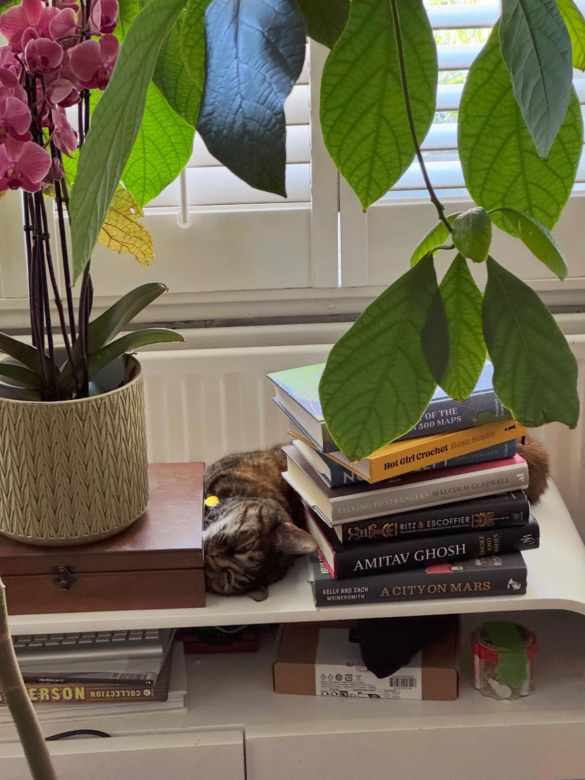 A cat sleeping on a radiator next to a stack of books.