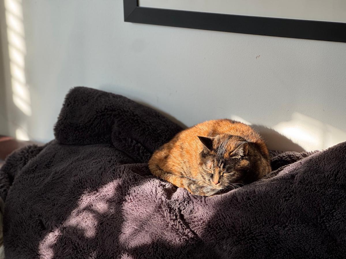 A cat sleeping on a radiator bathed in sunlight.